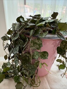Hoya Curtisii